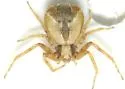 Philodromus floridensis