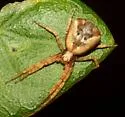 Philodromus floridensis - photo 2