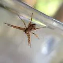 Philodromus floridensis - photo 3