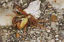 Philodromus floridensis - photo 4