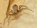 Philodromus floridensis - photo 5