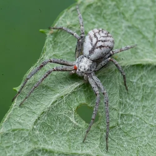Philodromus imbecillus