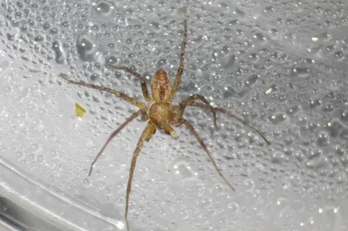 Philodromus imbecillus - photo 2