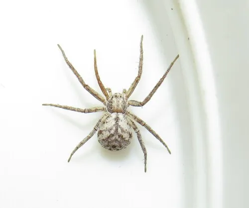 Philodromus imbecillus - photo 4