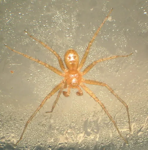 Philodromus imbecillus - photo 5