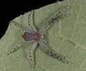 Philodromus infuscatus