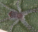Philodromus infuscatus - photo 2