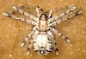 Philodromus infuscatus - photo 3