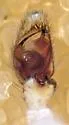 Philodromus infuscatus - photo 4