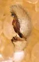 Philodromus infuscatus - photo 5