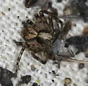 Philodromus josemitensis