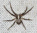 Philodromus josemitensis - photo 2