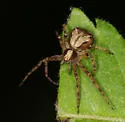 Philodromus josemitensis - photo 3