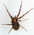 Philodromus josemitensis - photo 4