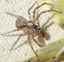 Philodromus josemitensis - photo 5