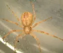 Philodromus keyserlingi