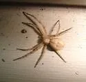 Philodromus keyserlingi - photo 2
