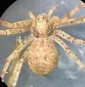 Philodromus keyserlingi - photo 3