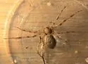 Philodromus keyserlingi - photo 4