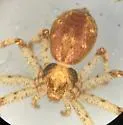 Philodromus keyserlingi - photo 5
