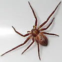 Philodromus laticeps