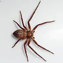 Philodromus laticeps - photo 2