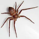 Philodromus laticeps - photo 3