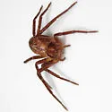 Philodromus laticeps - photo 4