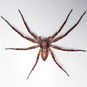 Philodromus laticeps - photo 5