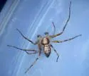 Philodromus lutulentus