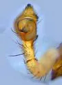 Philodromus lutulentus - photo 2