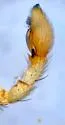 Philodromus lutulentus - photo 3