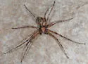 Philodromus marginellus