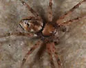 Philodromus marginellus - photo 2