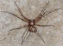 Philodromus marginellus - photo 3
