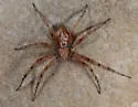 Philodromus marginellus - photo 4