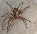 Philodromus marginellus - photo 5