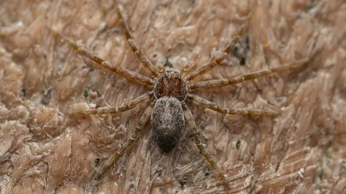 Philodromus mineri