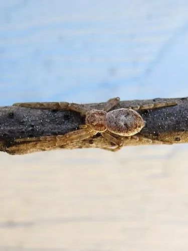 Philodromus mineri - photo 4
