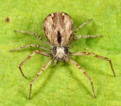 Philodromus minutus - photo 2