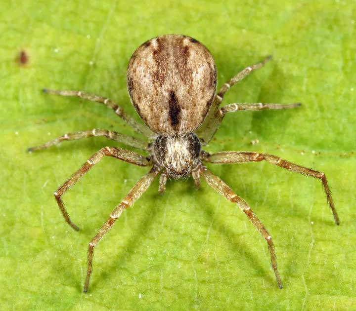 Philodromus minutus - photo 3