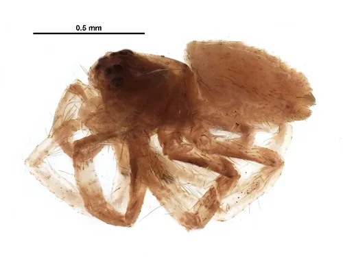 Philodromus minutus - photo 4