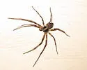 Philodromus oneida