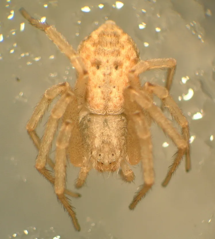 Philodromus peninsulanus
