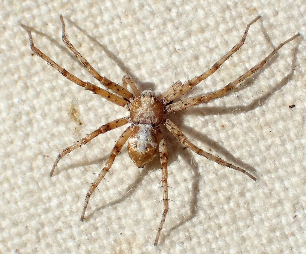 Philodromus pinyonelis - photo 2