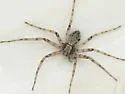 Philodromus placidus