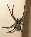 Philodromus placidus - photo 2