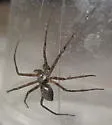 Philodromus placidus - photo 3