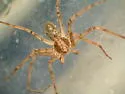 Philodromus placidus - photo 4