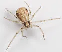 Philodromus placidus - photo 5